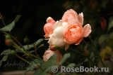 Ambridge Rose Ambridge Rose