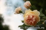 Crown Princess Margareta® Crown Princess Margareta®