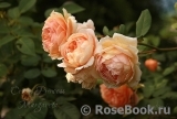 Crown Princess Margareta® Crown Princess Margareta®