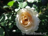 Crocus Rose® Crocus Rose®