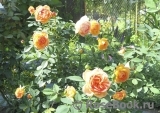 Lady of Shalott Lady of Shalott