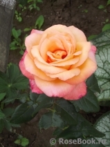 Frohsinn 82 Frohsinn 82