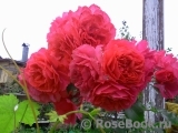 Rosarium Uetersen Rosarium Uetersen