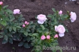 Hans Gonewein Rose Hans Gonewein Rose