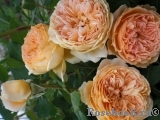 Crown Princess Margareta® Crown Princess Margareta®