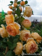 Crown Princess Margareta® Crown Princess Margareta®