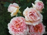 Abraham Darby Abraham Darby