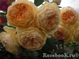 Crown Princess Margareta® Crown Princess Margareta®