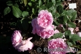Gertrude Jekyll Gertrude Jekyll