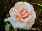 Claire de Lune Claire de Lune