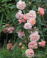 Cornelia Cornelia
