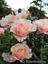 Twiggy’s Rose Twiggy’s Rose