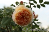 Crown Princess Margareta® Crown Princess Margareta®