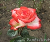 Blush Blush