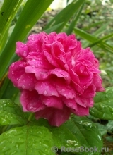 Sophy’s Rose Sophy’s Rose