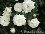 Alabaster Alabaster