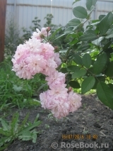 Brise Parfum Brise Parfum