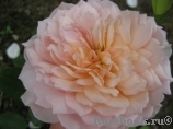 Grace® Grace®