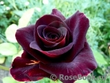 Black Beauty Black Beauty