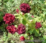 Black Beauty Black Beauty
