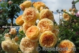 Crown Princess Margareta® Crown Princess Margareta®