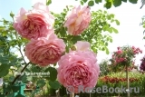 Jubilee Celebration® Jubilee Celebration®