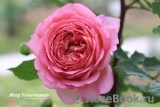 Jubilee Celebration® Jubilee Celebration®
