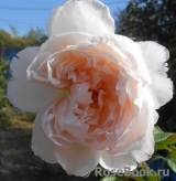 Generous Gardener, The Generous Gardener, The