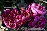 Darcey Bussell Darcey Bussell