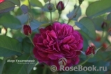 Darcey Bussell Darcey Bussell