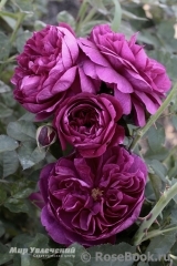 Darcey Bussell Darcey Bussell