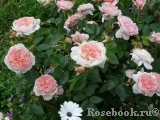 The Alnwick Rose The Alnwick Rose