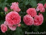 Rosarium Uetersen Rosarium Uetersen