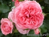 Rosarium Uetersen Rosarium Uetersen