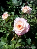 Augusta Luise Augusta Luise