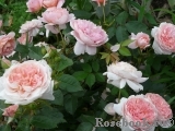 The Alnwick Rose The Alnwick Rose