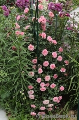 Starlet®-Rose Eva® Starlet®-Rose Eva®
