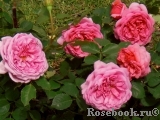 Princess Alexandra of Kent Princess Alexandra of Kent