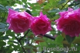 Zephirine Drouhin Zephirine Drouhin