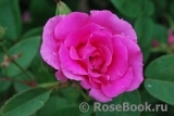 Zephirine Drouhin Zephirine Drouhin