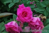 Zephirine Drouhin Zephirine Drouhin