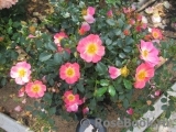 Bienenweide Apricot