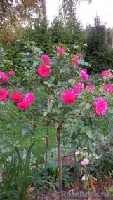 Rosarium Uetersen Rosarium Uetersen
