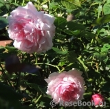 The Wedgwood Rose The Wedgwood Rose