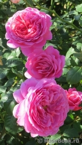 Princess Alexandra of Kent Princess Alexandra of Kent