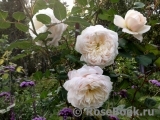 Crocus Rose® Crocus Rose®