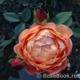 Lady of Shalott Lady of Shalott