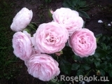 Hans Gonewein Rose Hans Gonewein Rose