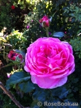 La Rose de Molinard ® La Rose de Molinard ®