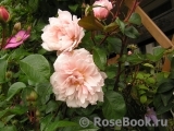Generous Gardener, The Generous Gardener, The